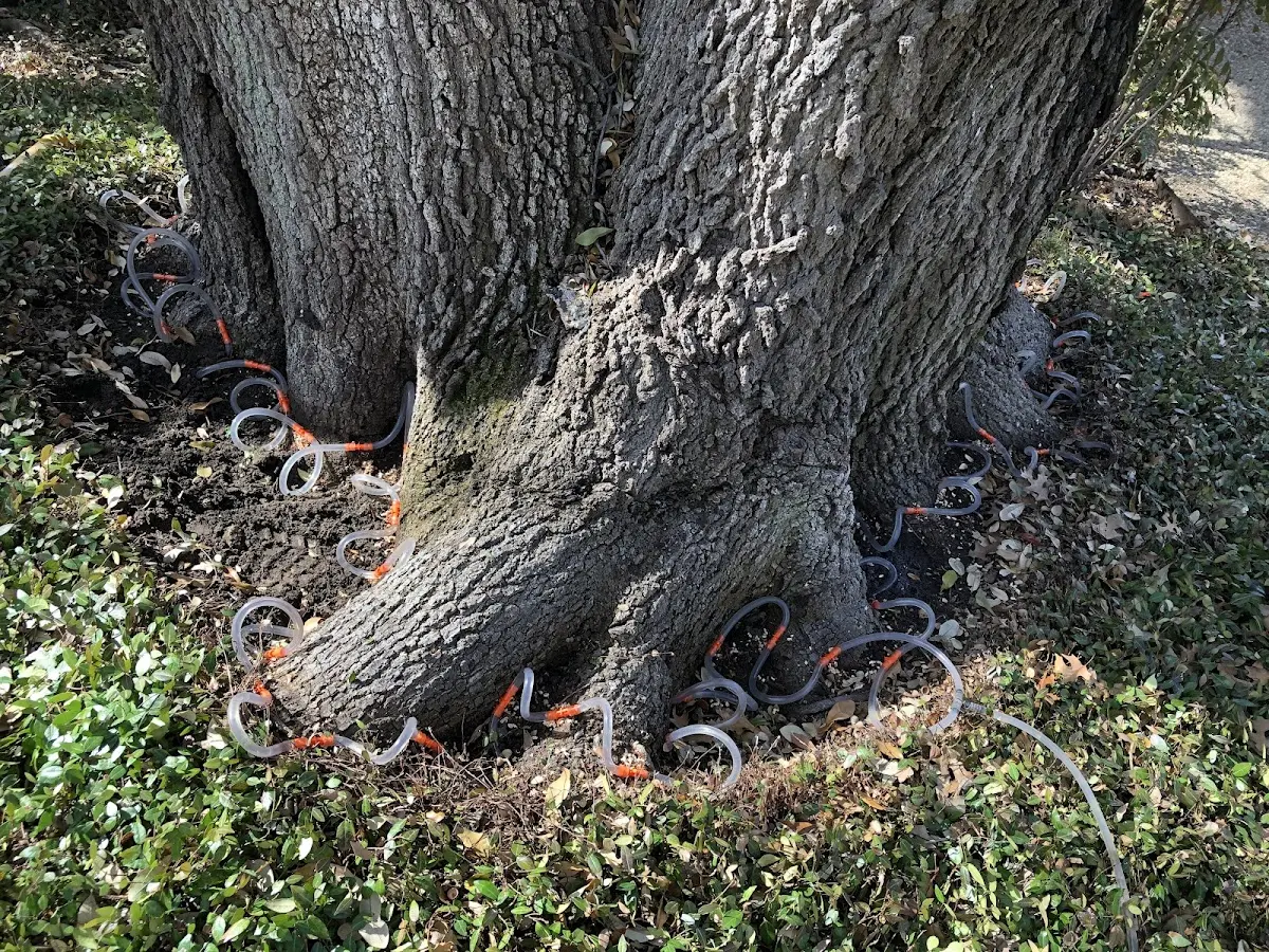 Detailed Tree Cabling and Bracing job site in Ellenboro