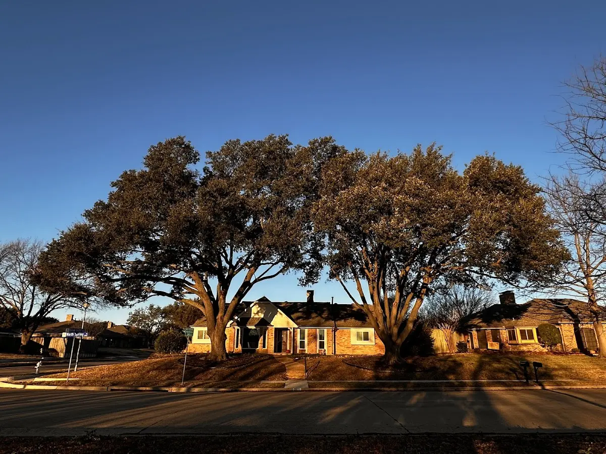 Established residential canopy tree shading a home in Ellenboro